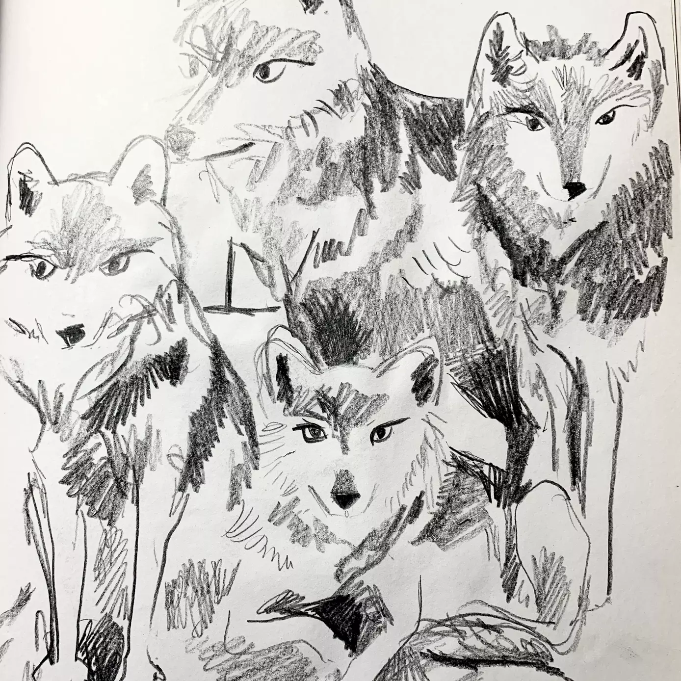 a pencil illusytration of a group of Mexican wolves 